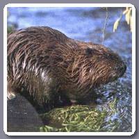 Bever