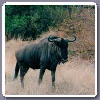 Buffel