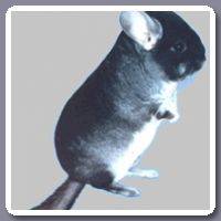 Chinchilla