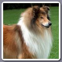 Collie