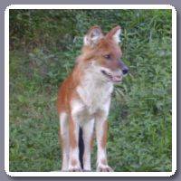 Dhole