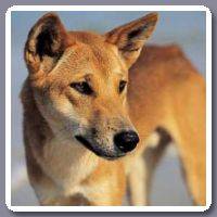 Dingo