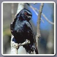 Drongo