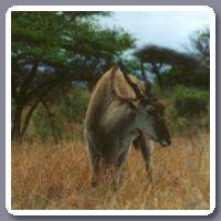 Eland