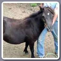 Flicka