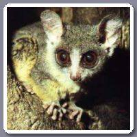 Galago