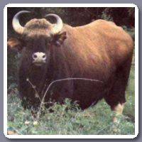 Gaur