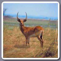 Gazelle