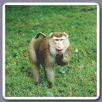 Gibbon