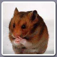 Hamster