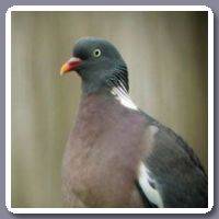 Houtduif