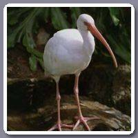 Ibis