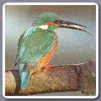 Ijsvogel