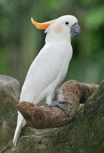 Kaketoe