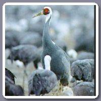 Kraanvogel