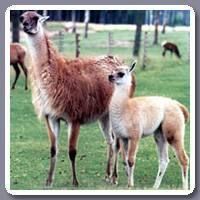 Lama