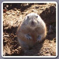 Lemming