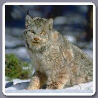 Lynx