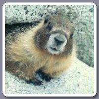 Marmot