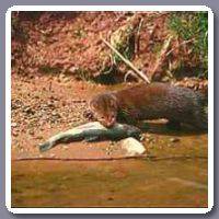 Mink