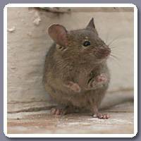Muis