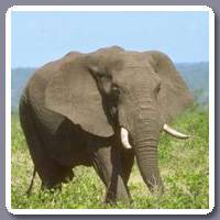Olifant
