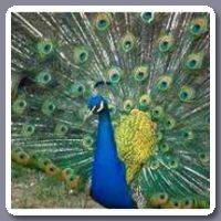 Pauw