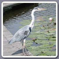 Reiger