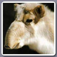 Saiga