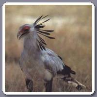 Secretarisvogel