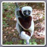 Sifaka