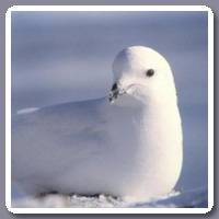 Sneeuwstormvogel