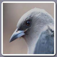 Spitsvogel