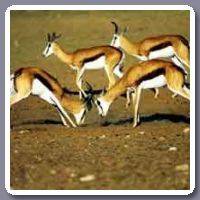 Springbok