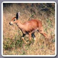 Steenbok