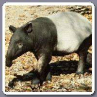 Tapir