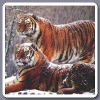 Tijger