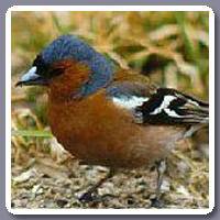 Vink