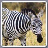 Zebra